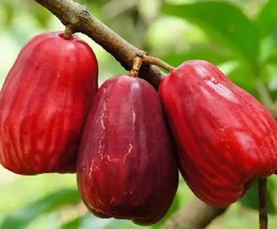Mengenal Peluang Usaha Budidaya Jambu Jamaika